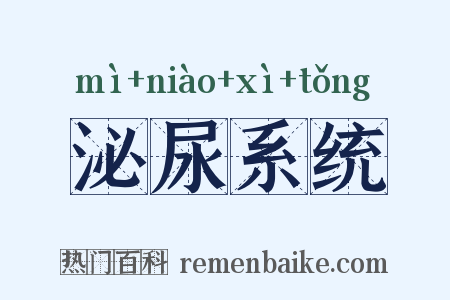 泌尿系统是什么意思的图片